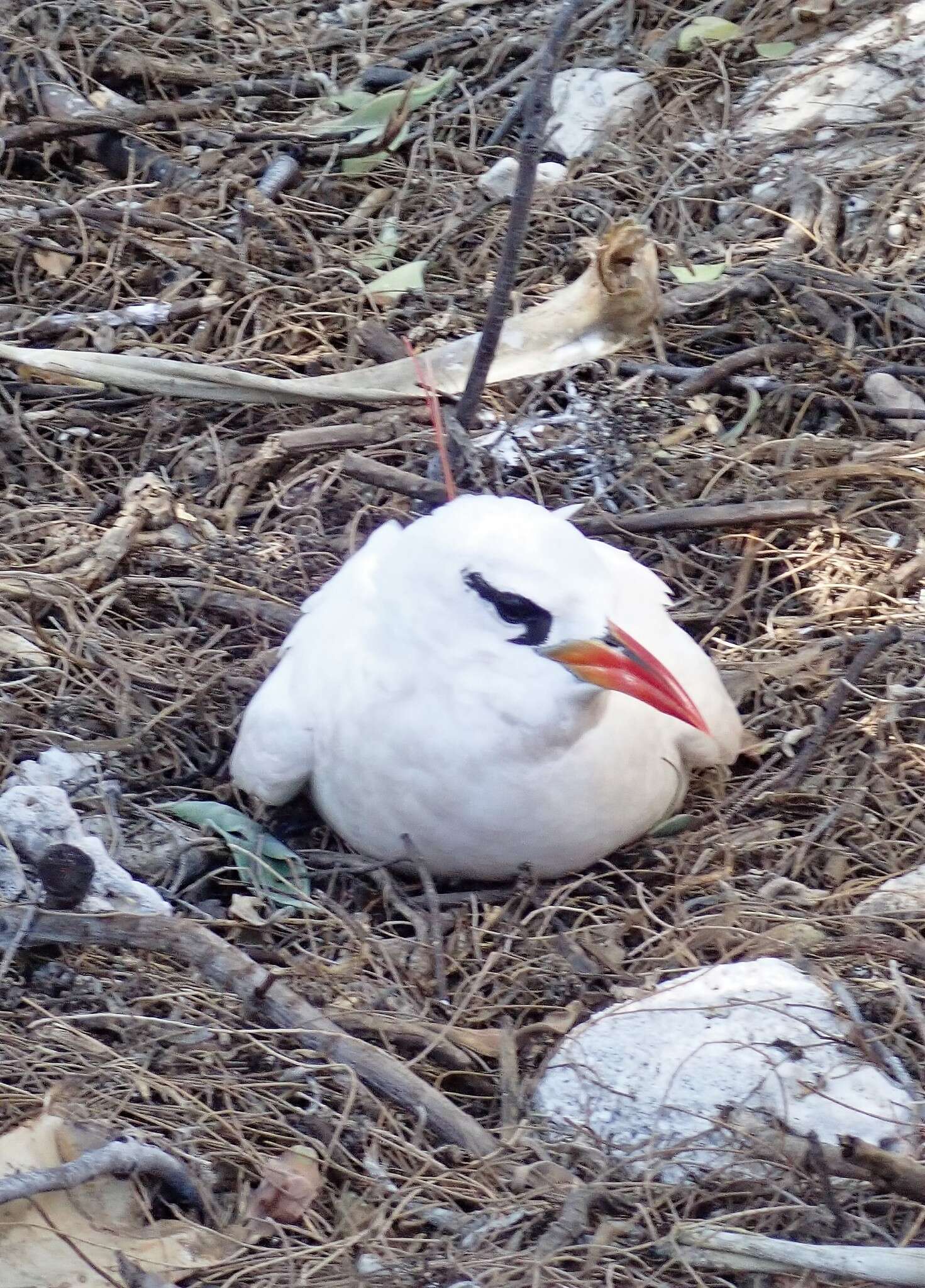 Image of tropicbirds