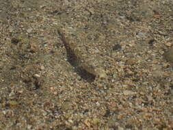 صورة Favonigobius gymnauchen (Bleeker 1860)