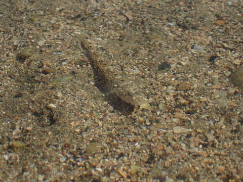 Imagem de Favonigobius gymnauchen (Bleeker 1860)