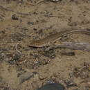 Image of Variegated Racerunner