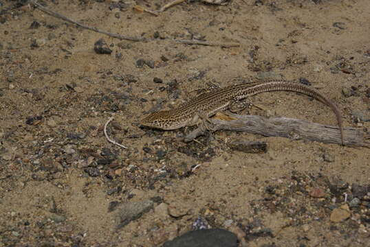 Eremias vermiculata Blanford 1875 resmi