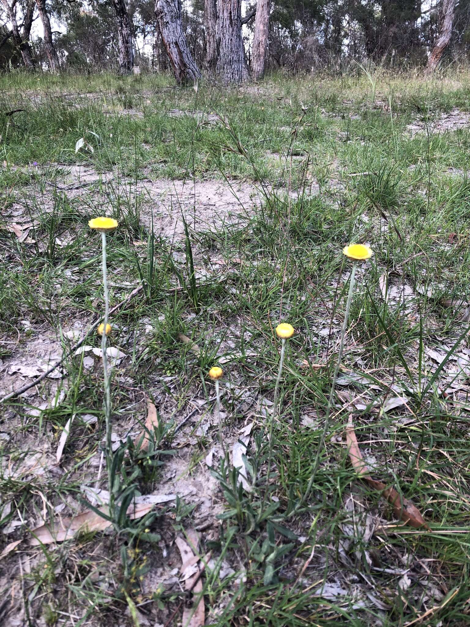 Plancia ëd Coronidium scorpioides (Labill.) Paul G. Wilson