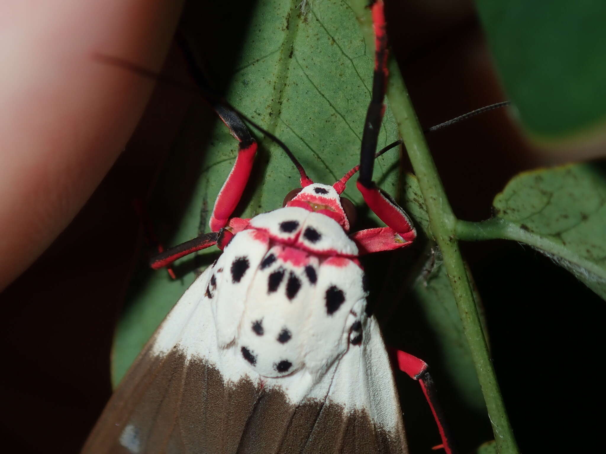 Image of Amerila crokeri MacLeay 1827