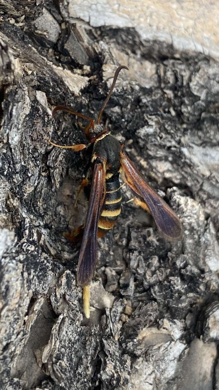 Image of Ash/Lilac Borers