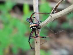 Plancia ëd Latrodectus variolus Walckenaer 1837