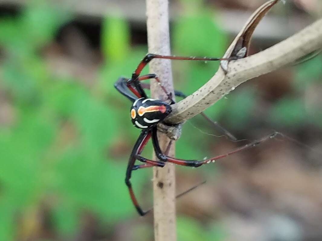 Latrodectus variolus Walckenaer 1837的圖片