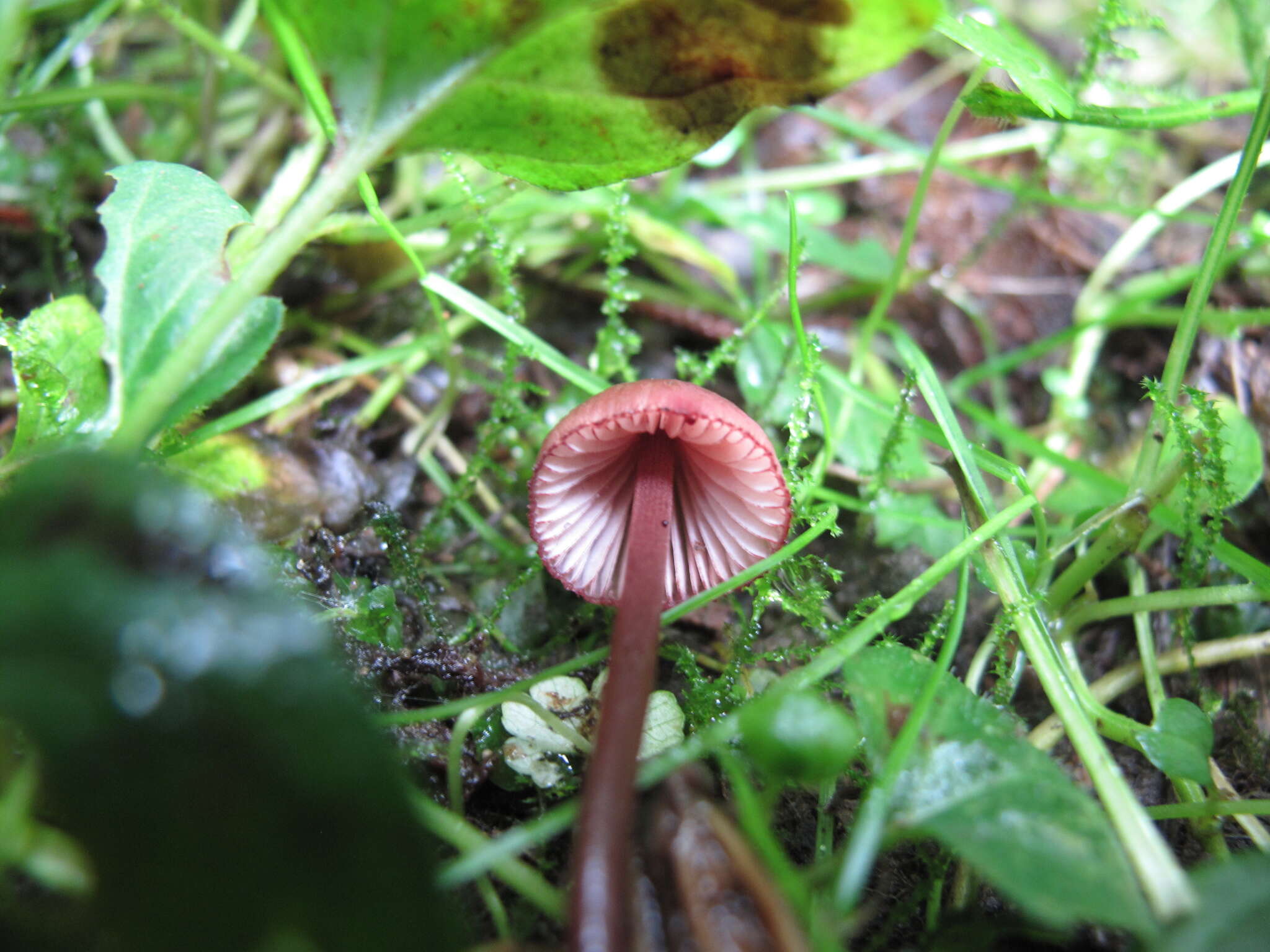 Plancia ëd Mycena mariae G. Stev. 1964