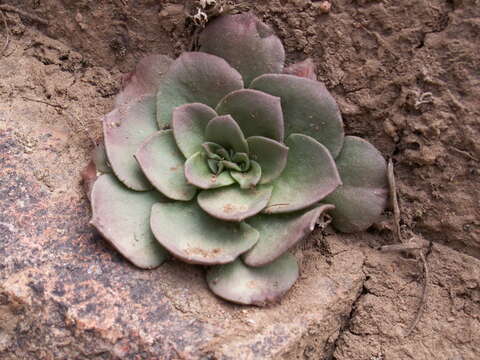 Image of Rosularia glabra (Regel & C. Winkl.) Berger