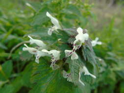 Plancia ëd Lamium bifidum Cirillo