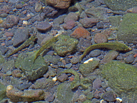 Image of Rock-pool Blenny