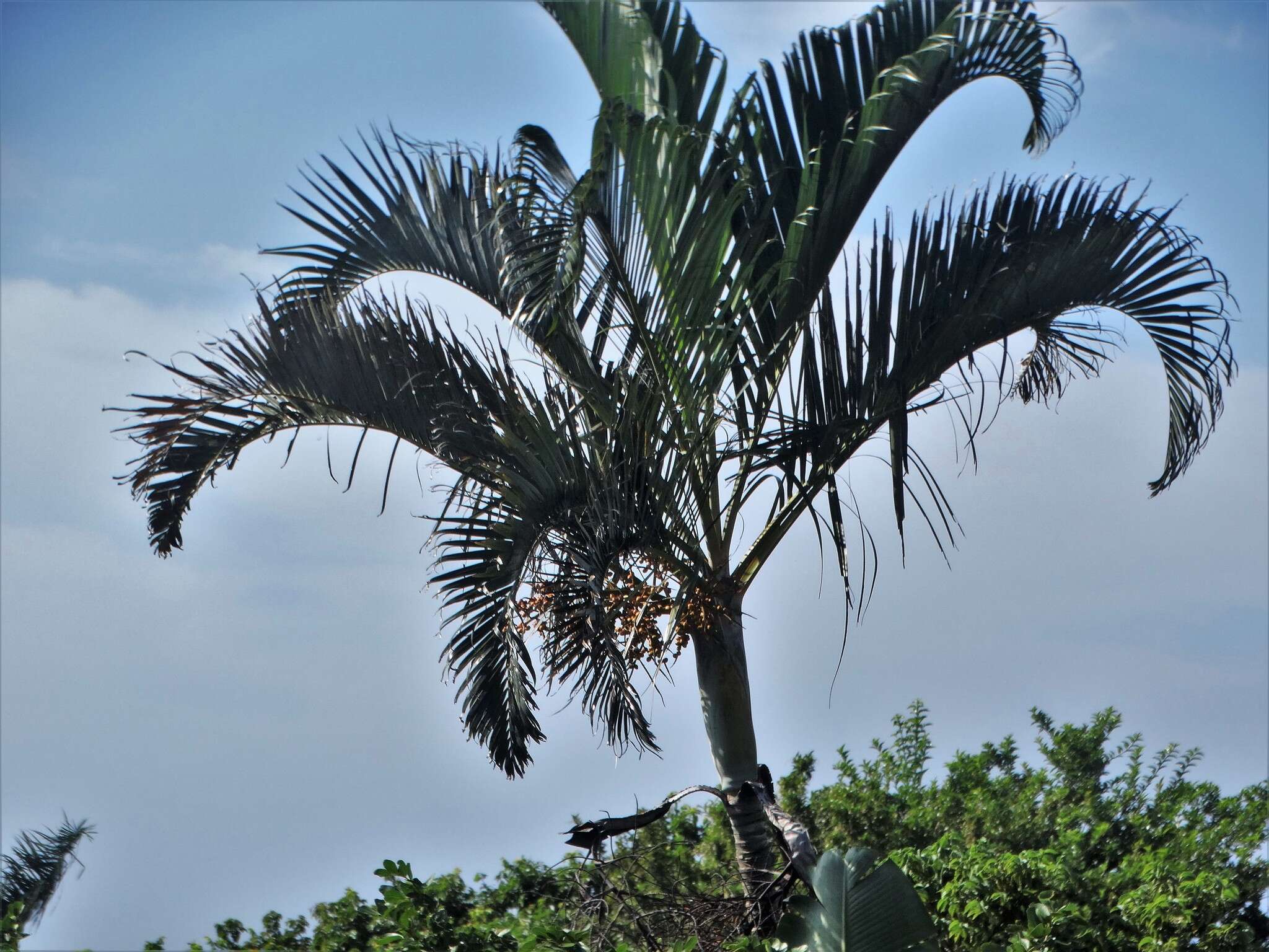 Image of Areca Palm