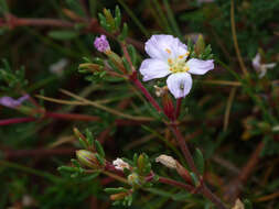 Image of Frankenia pauciflora DC.