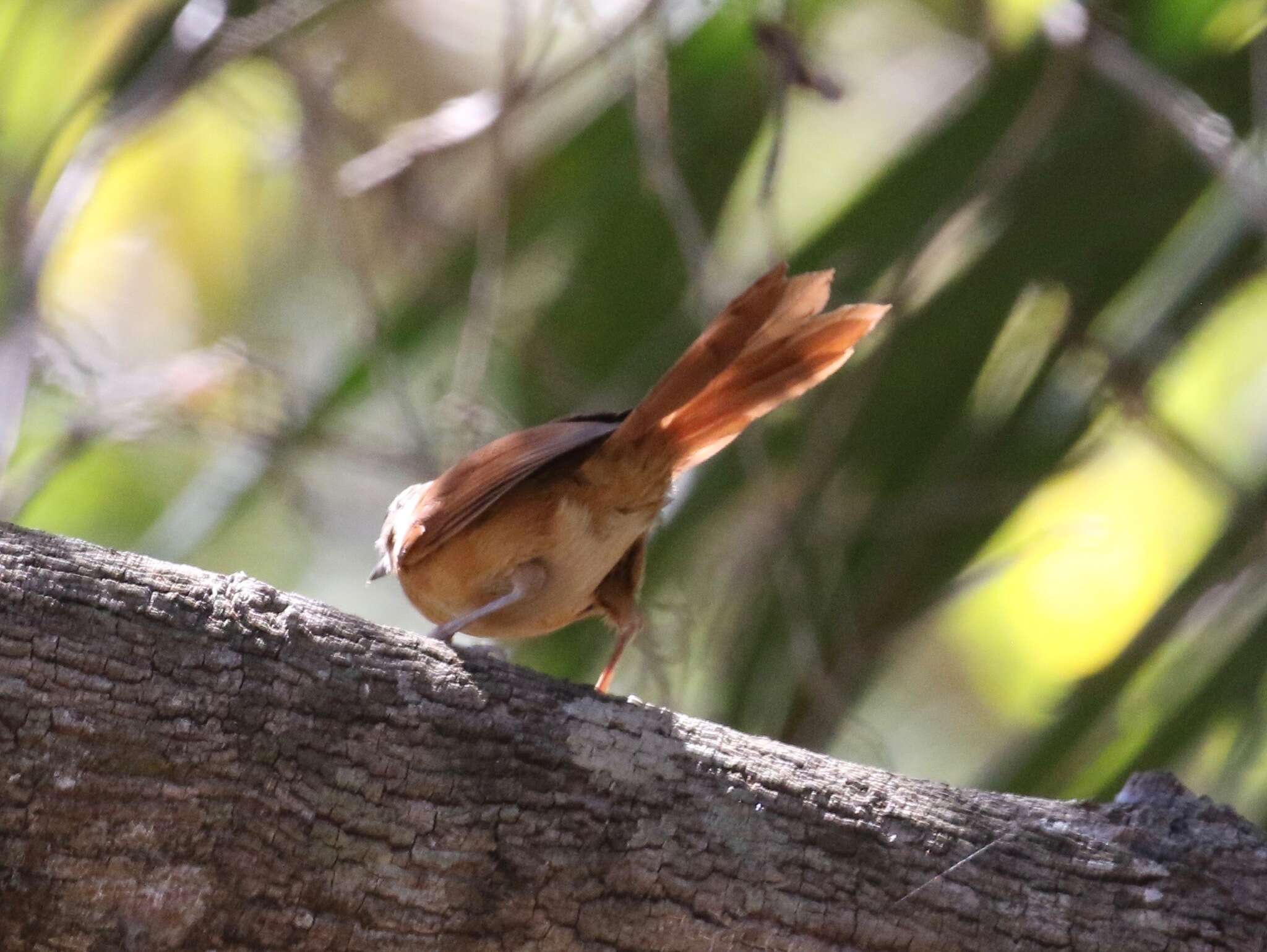 Image of White-lored Spinetail