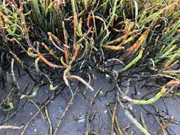 Image of Perennial Glasswort