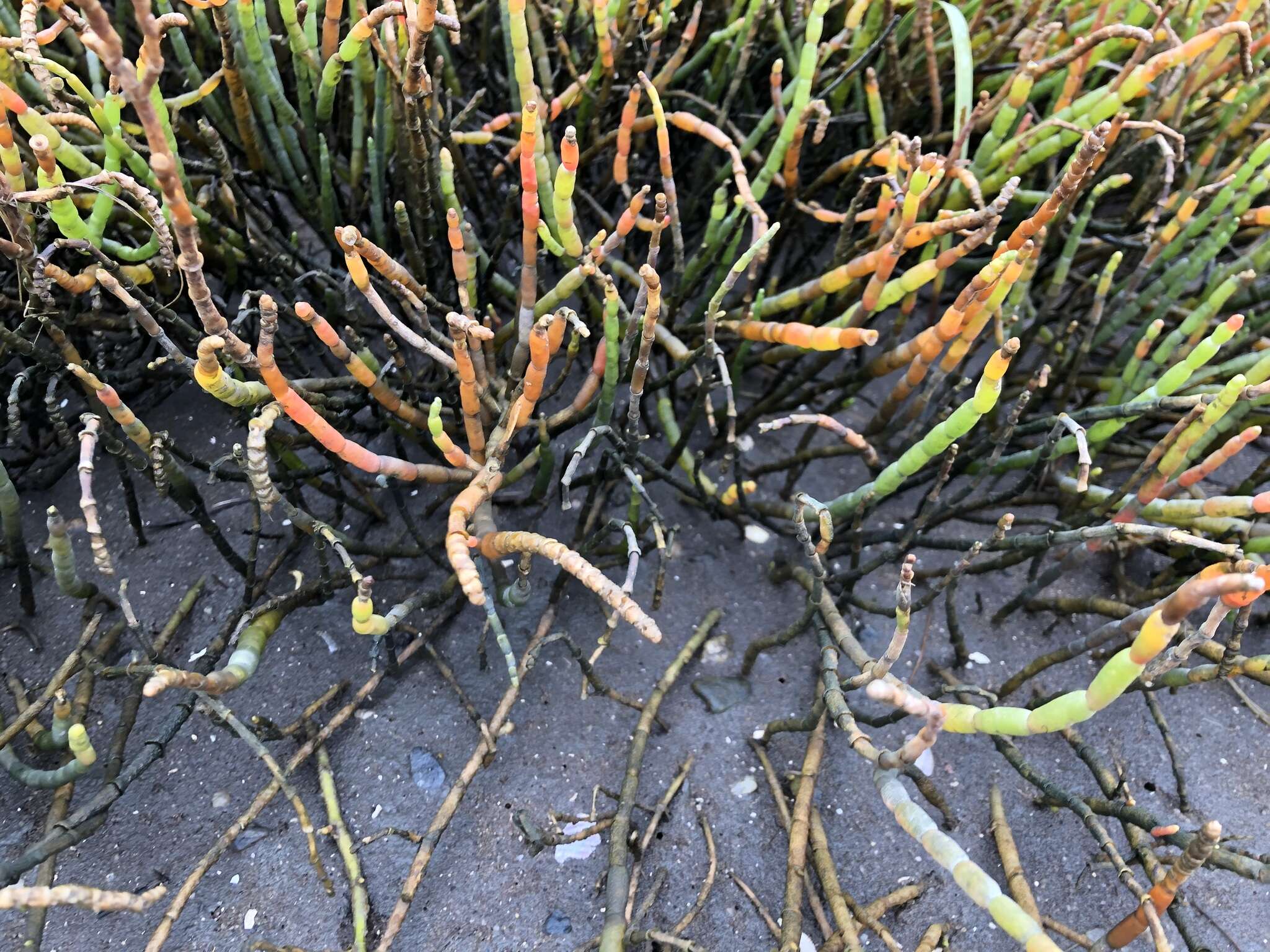 Image of Perennial Glasswort