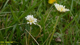 Слика од Taraxacum coreanum Nakai