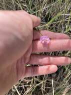 Image of coastal plain false foxglove