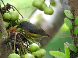 Image of Yellow-rumped Flowerpecker