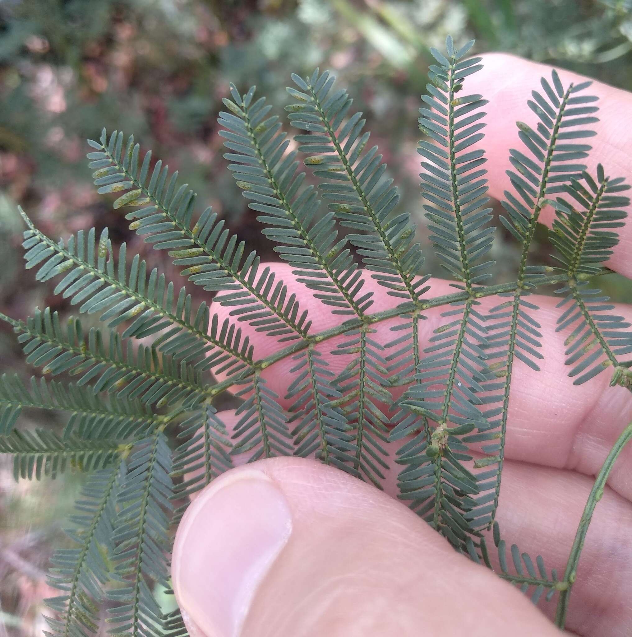 Слика од Acacia parramattensis Tindale