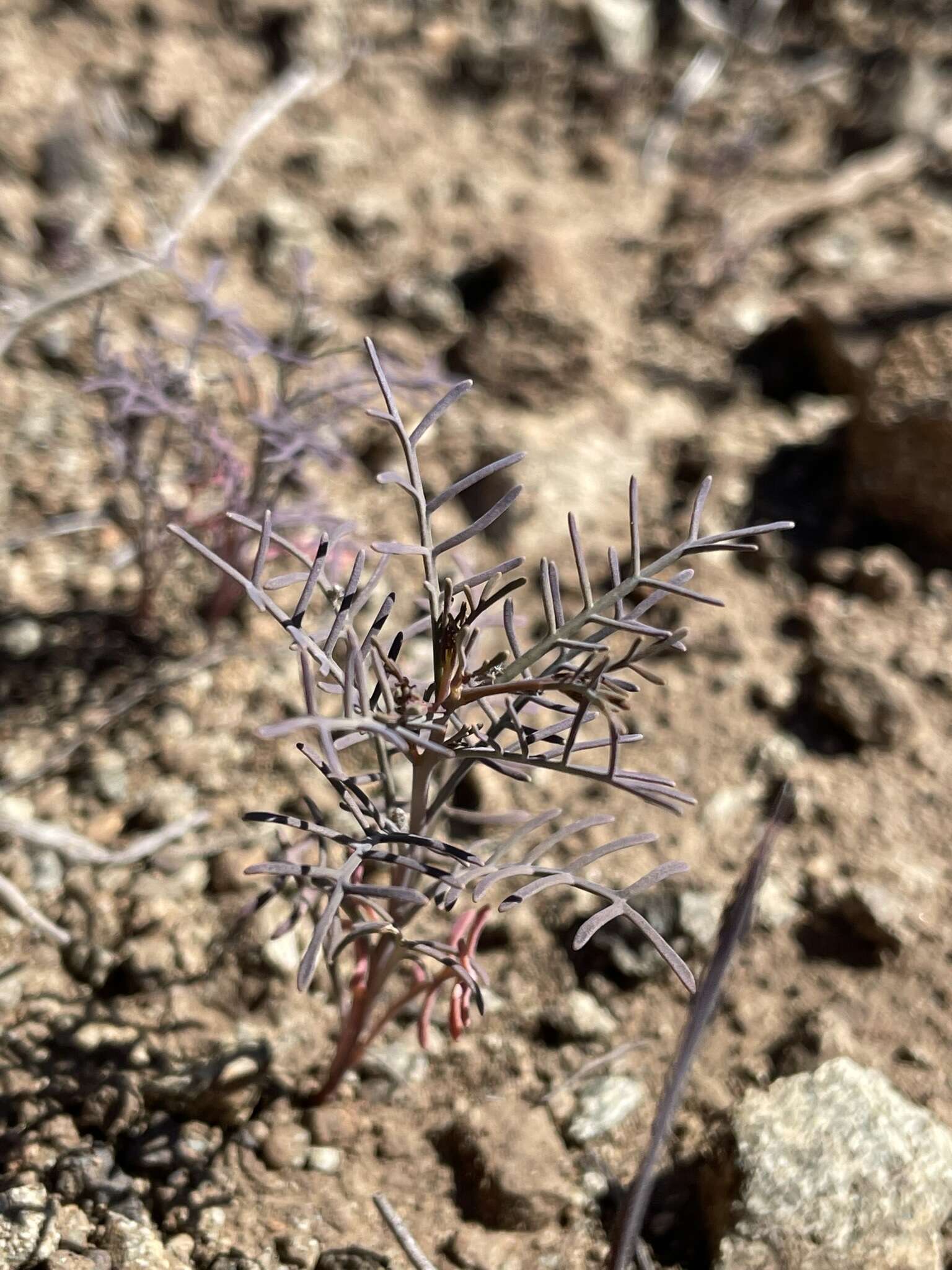 Image of Santa Cruz Island winged rockcress