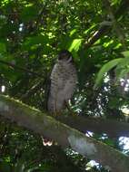 Image of Collared Forest Falcon