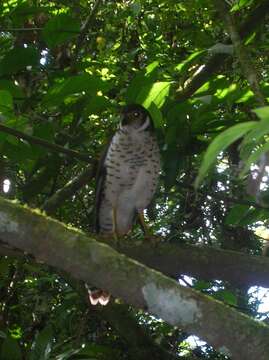 Image of Collared Forest Falcon