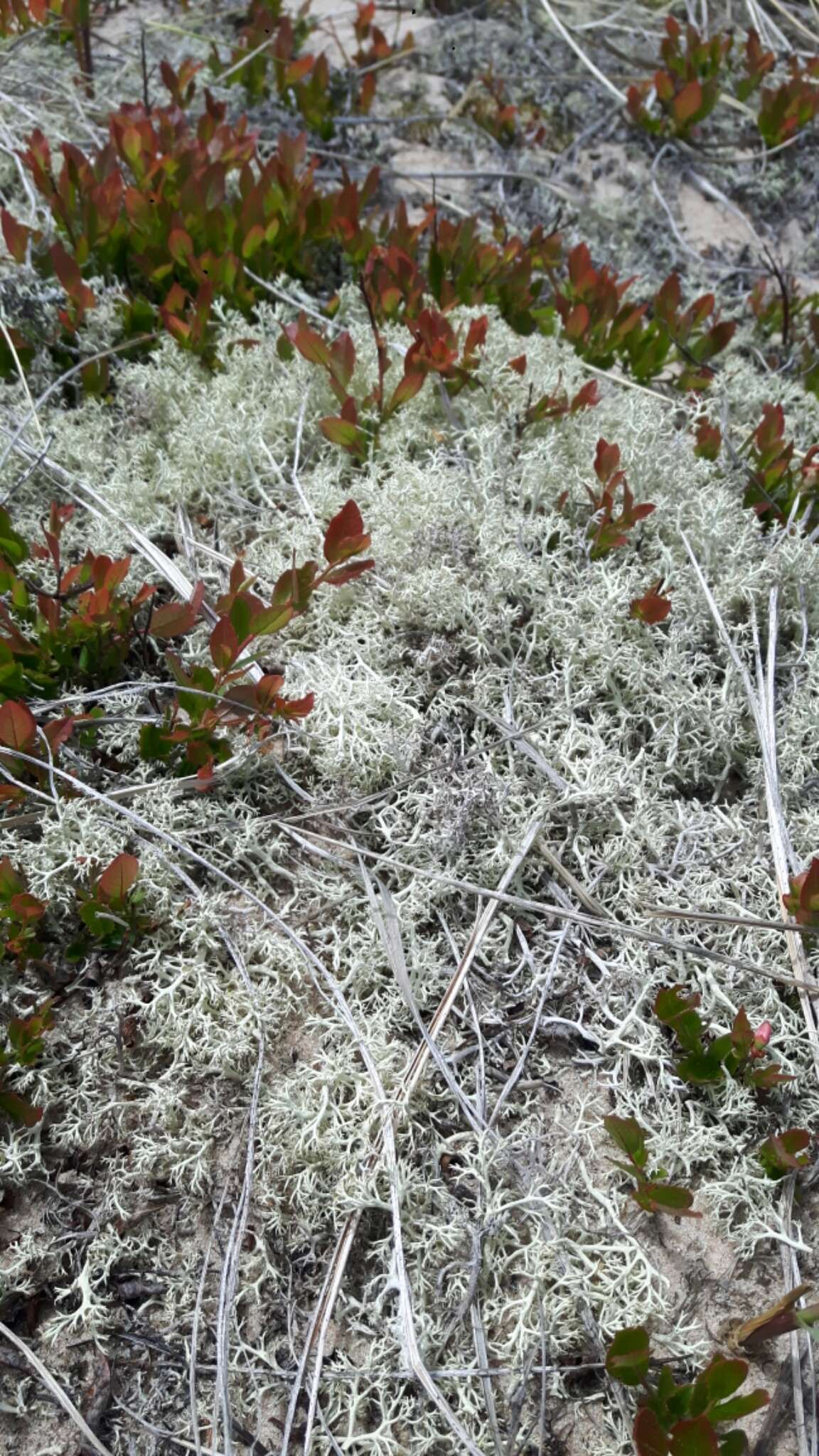 Image of Reindeer lichen