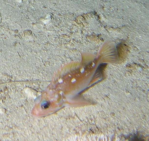 Image of Rosethorn rockfish