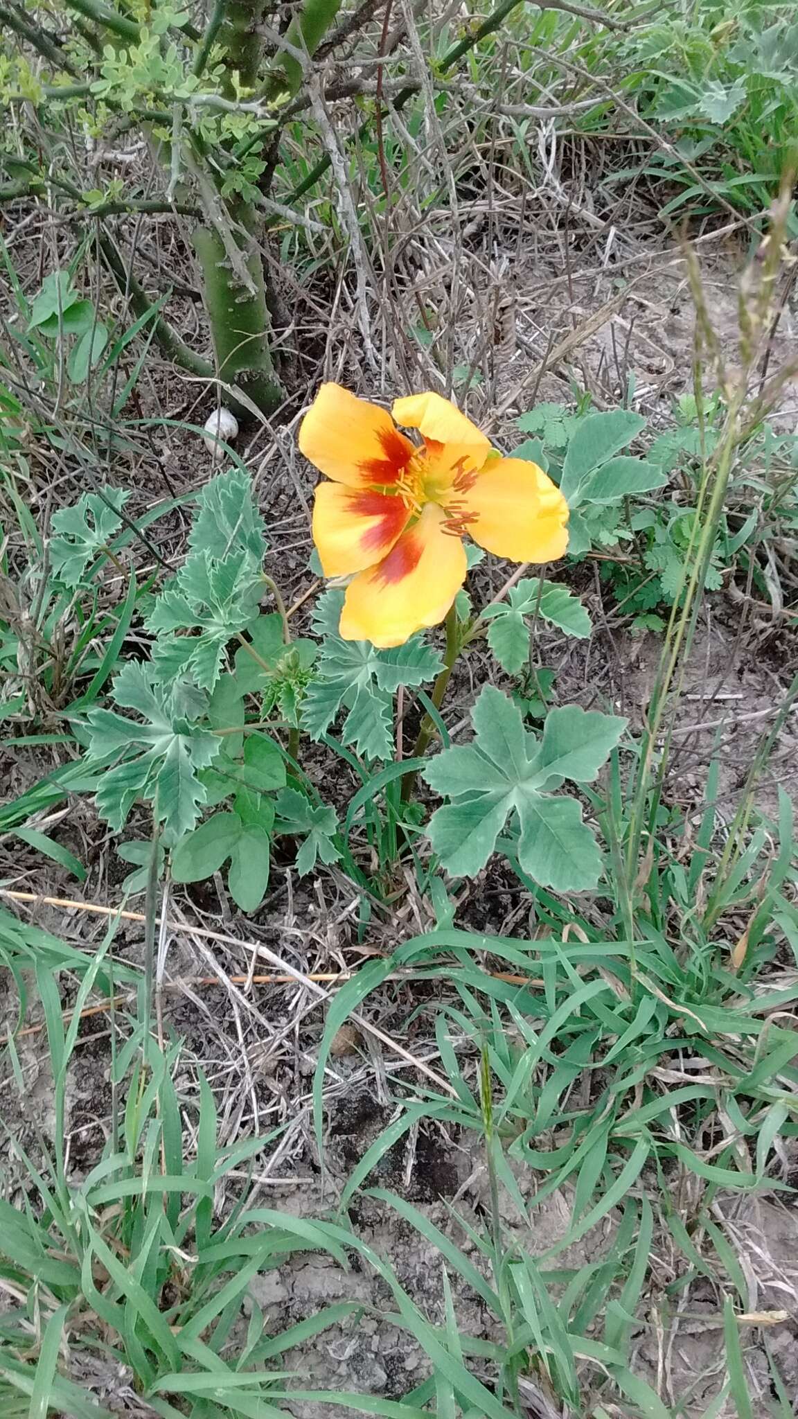 Imagem de Cochlospermum wrightii (A. Gray) Byng & Christenh.