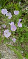 Image of Linum hirsutum subsp. hirsutum