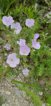 Imagem de Linum hirsutum L.