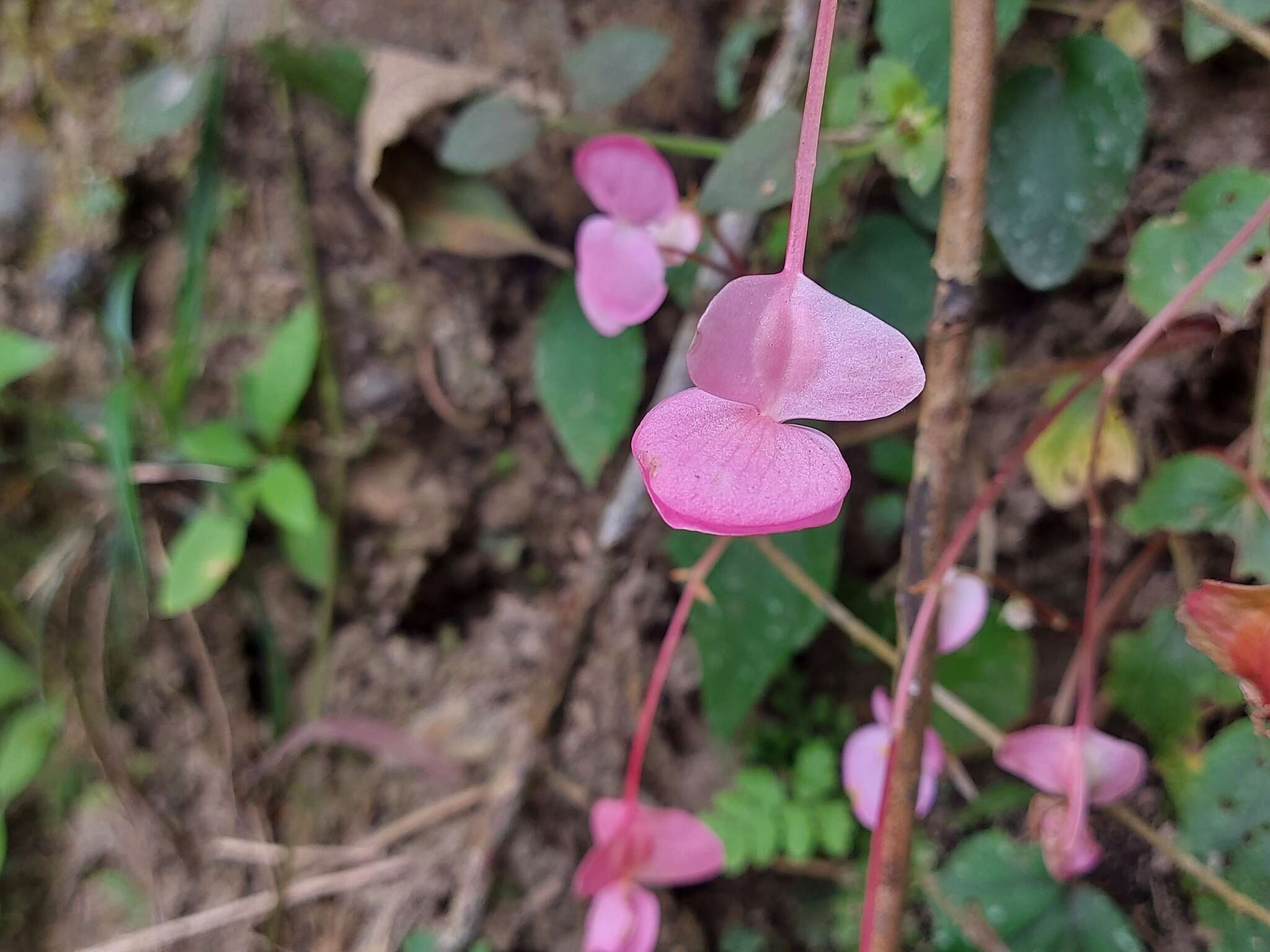 Image of Begonia ravenii C. I. Peng & Y. K. Chen