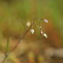 Image of Spergularia segetalis (L.) G. Don fil.