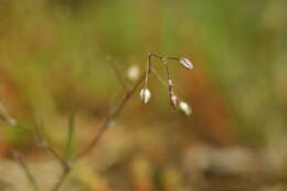 Imagem de Spergularia segetalis (L.) G. Don fil.