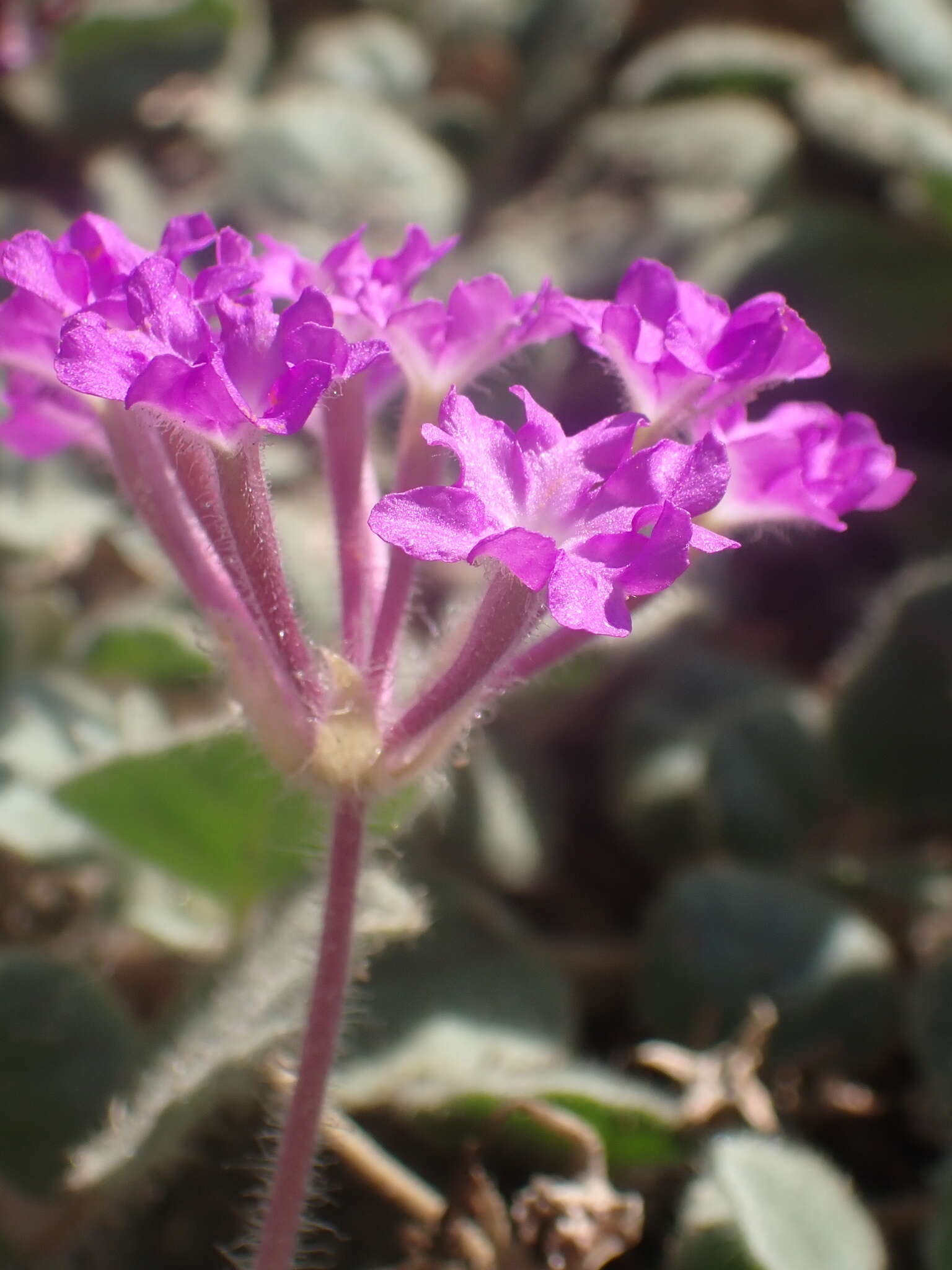 Image of desert sand verbena