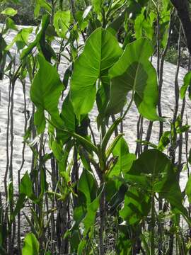 Image of aninga