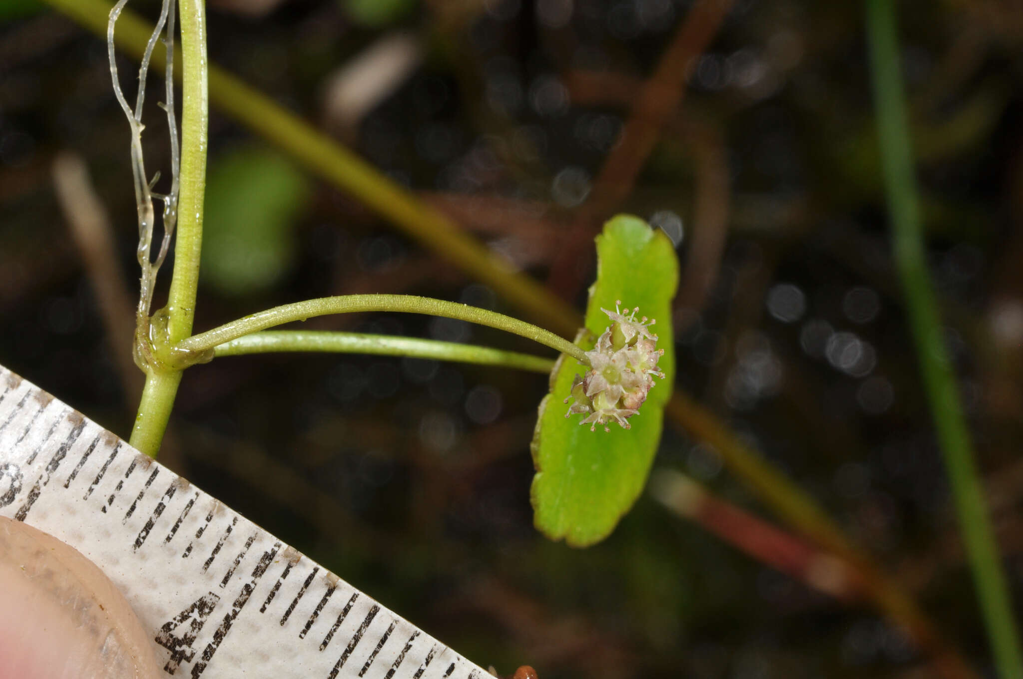 Imagem de Hydrocotyle pterocarpa F. Müll.