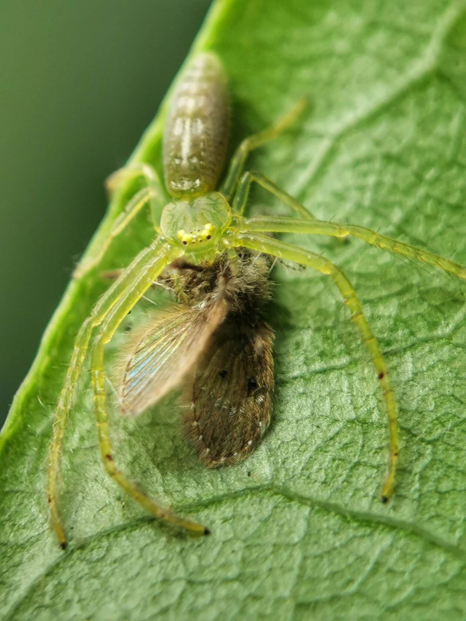 Image of Oxytate virens (Thorell 1891)