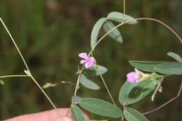 Image of Galactia tenuiflora var. lucida Baker