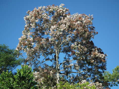 Image of Cordia trichotoma (Vell.) Arrab. ex Steud.