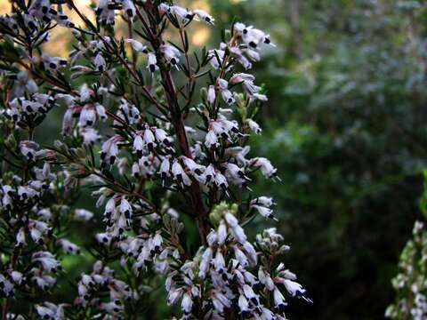 Image of Erica fuscescens (Klotzsch) E. G. H. Oliver