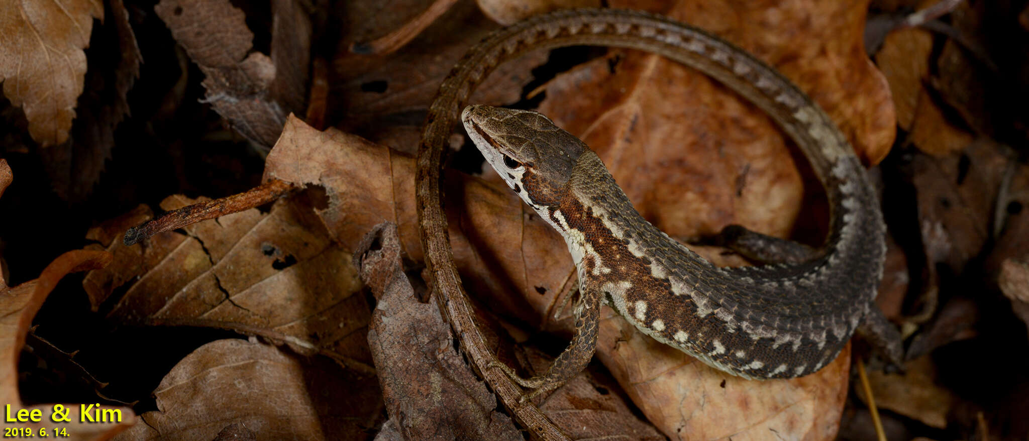 Image of Amur grass lizard