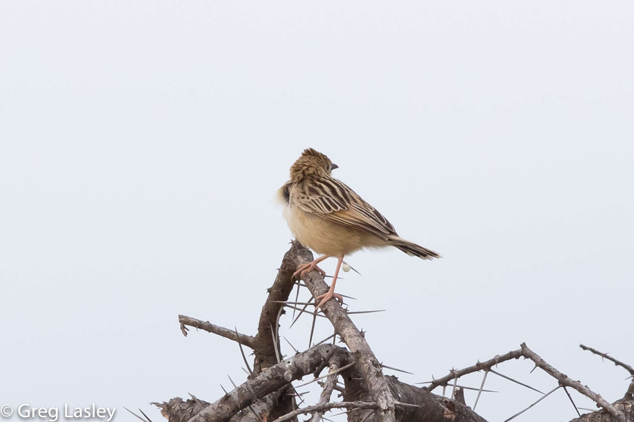 Cisticola chiniana (Smith & A 1843) resmi