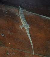 Image of Antilles Leaf-toed Gecko