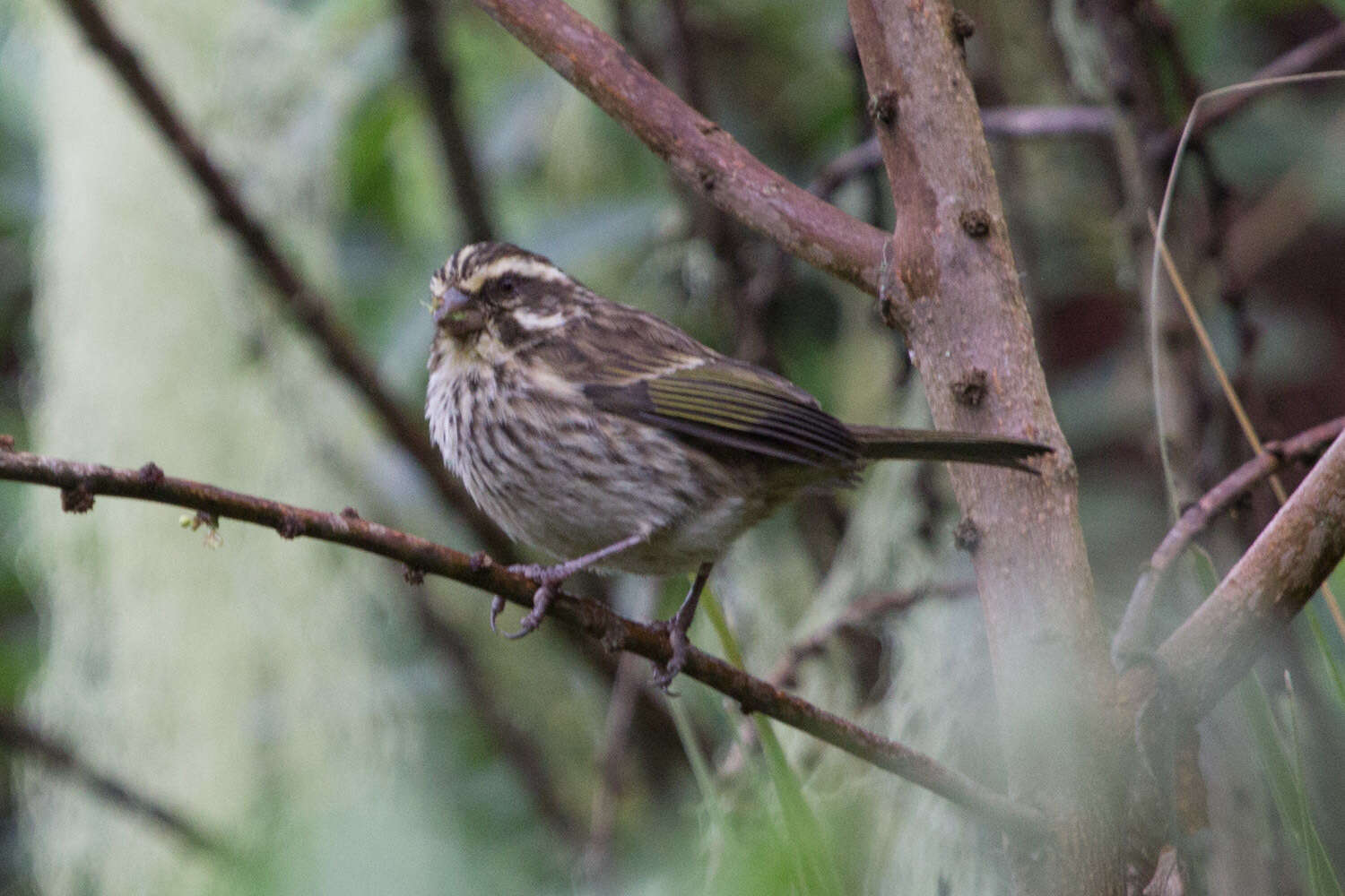 Sivun Crithagra striolata striolata (Rüppell 1840) kuva