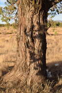 Imagem de Juniperus occidentalis Hook.