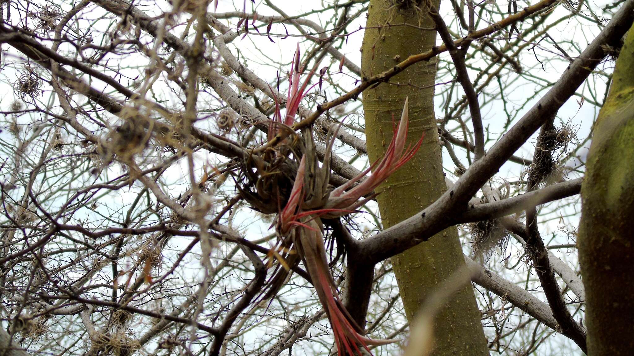 Image de Tillandsia circinnatioides Matuda