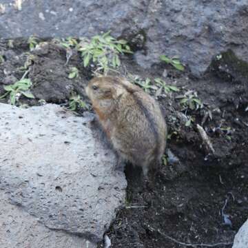 Image of Arctic Lemming