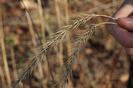 Imagem de Elymus riparius Wiegand