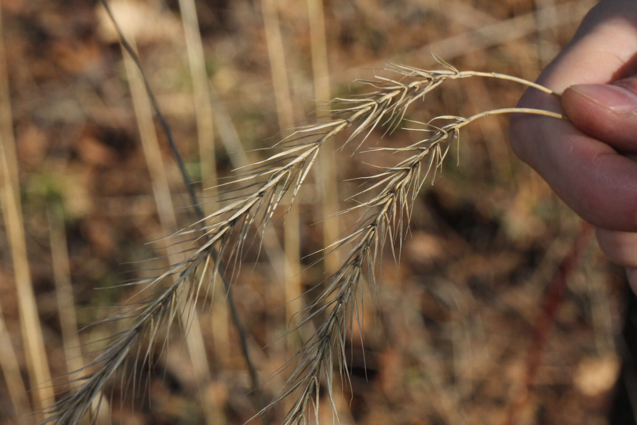 Слика од Elymus riparius Wiegand